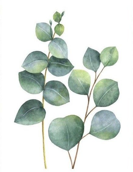 Láminas Sublimación Botánicas (Tamaño A5 10cm x 15cm)