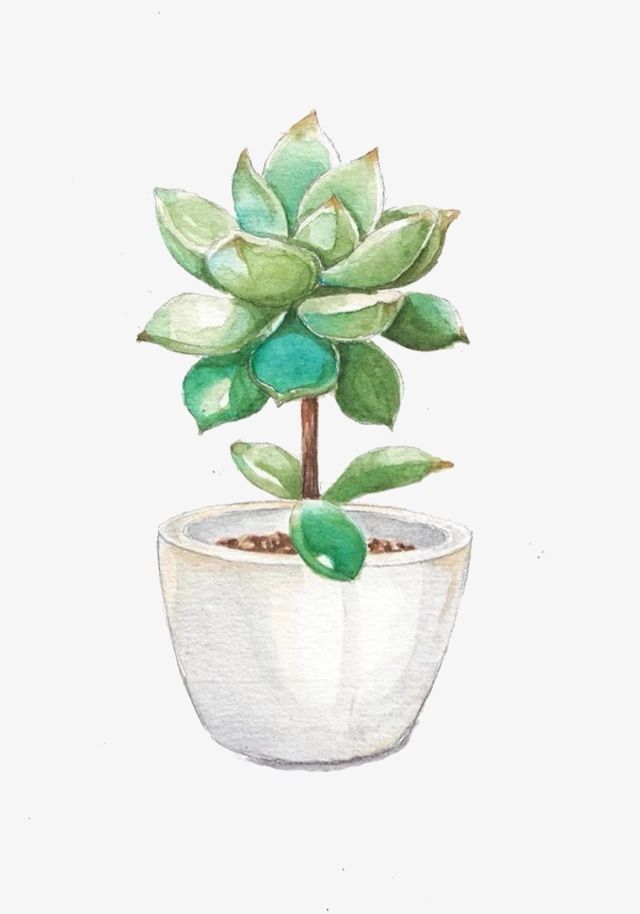 Láminas Sublimación Botánicas (Tamaño A5 10cm x 15cm)